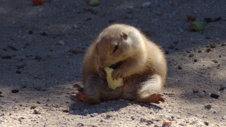une marmotte en surpoids qui mange