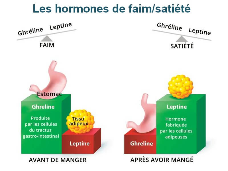 schéma ghréline et leptine